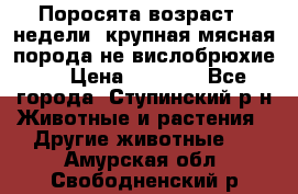 Поросята возраст 4 недели, крупная мясная порода(не вислобрюхие ) › Цена ­ 4 000 - Все города, Ступинский р-н Животные и растения » Другие животные   . Амурская обл.,Свободненский р-н